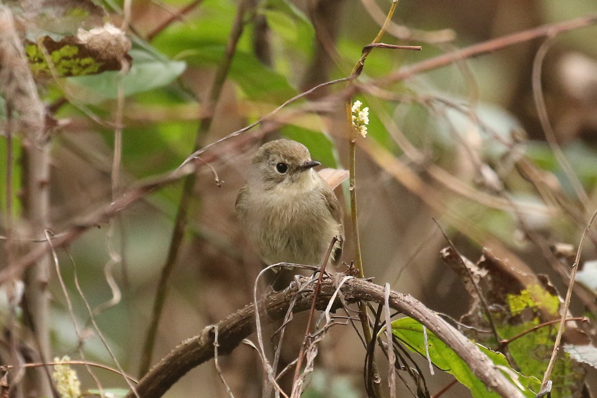 Slaty-blue Flycatcher - ML643660683