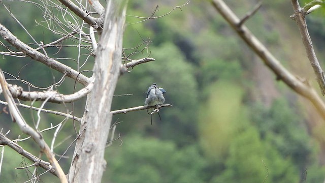 Crested Treeswift - ML643660690