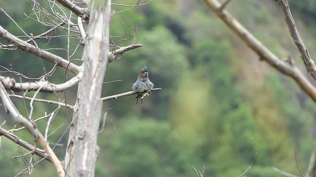 Crested Treeswift - ML643660696