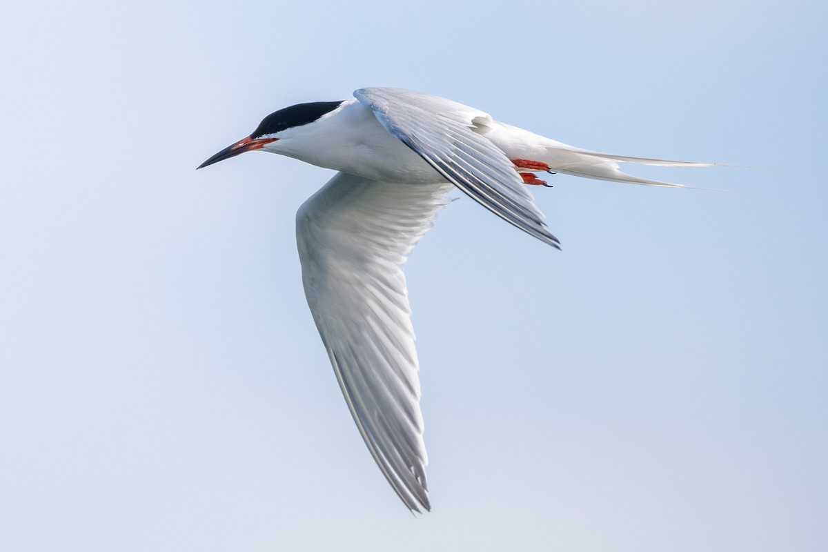 Roseate Tern - ML643660697