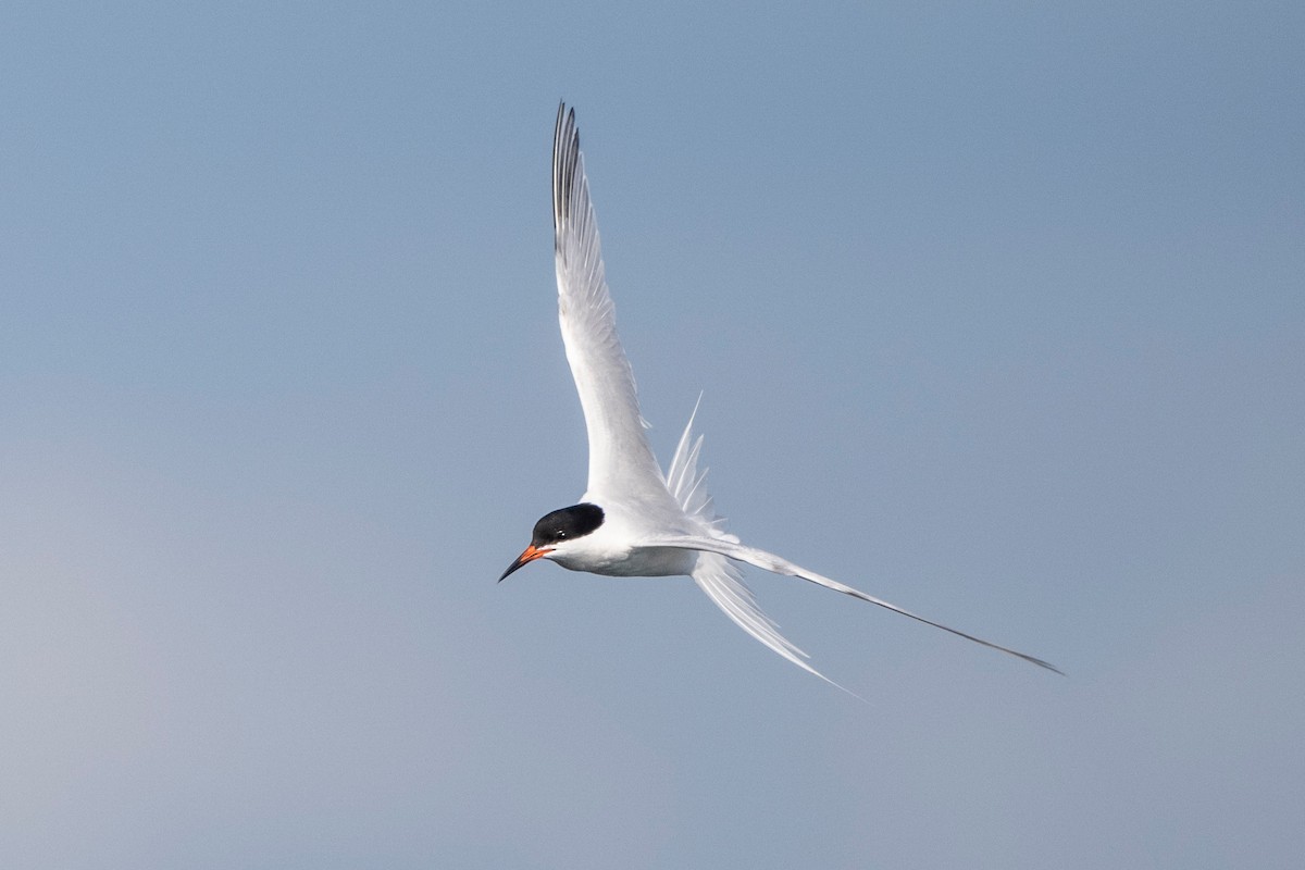 Roseate Tern - ML643660698