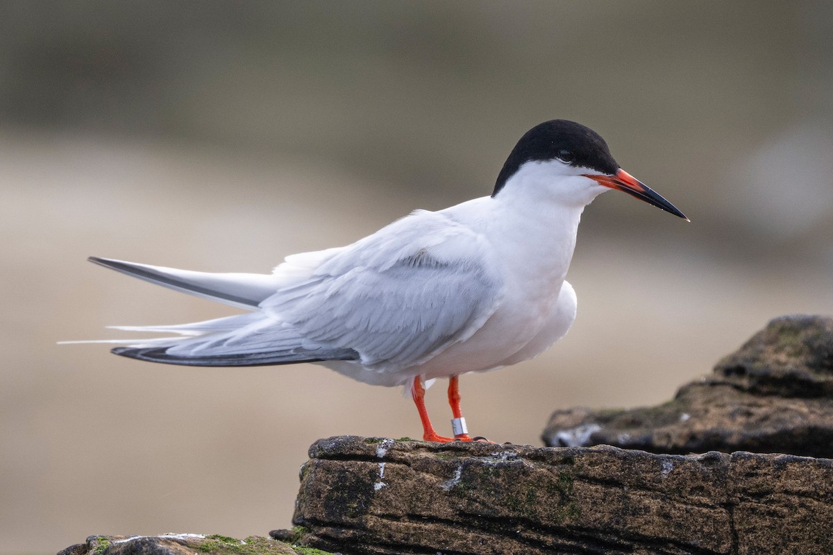 Roseate Tern - ML643660704