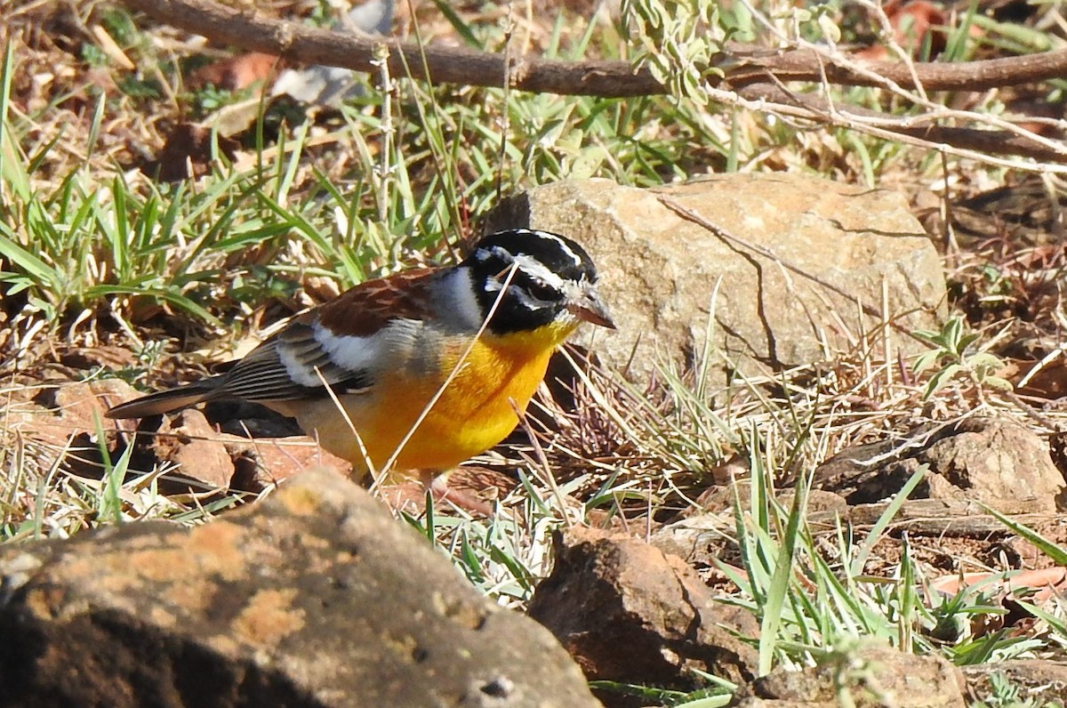 Golden-breasted Bunting - ML643660724