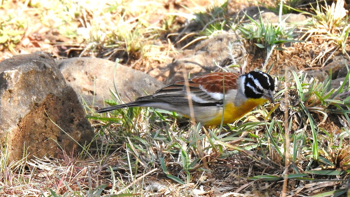Golden-breasted Bunting - ML643660725