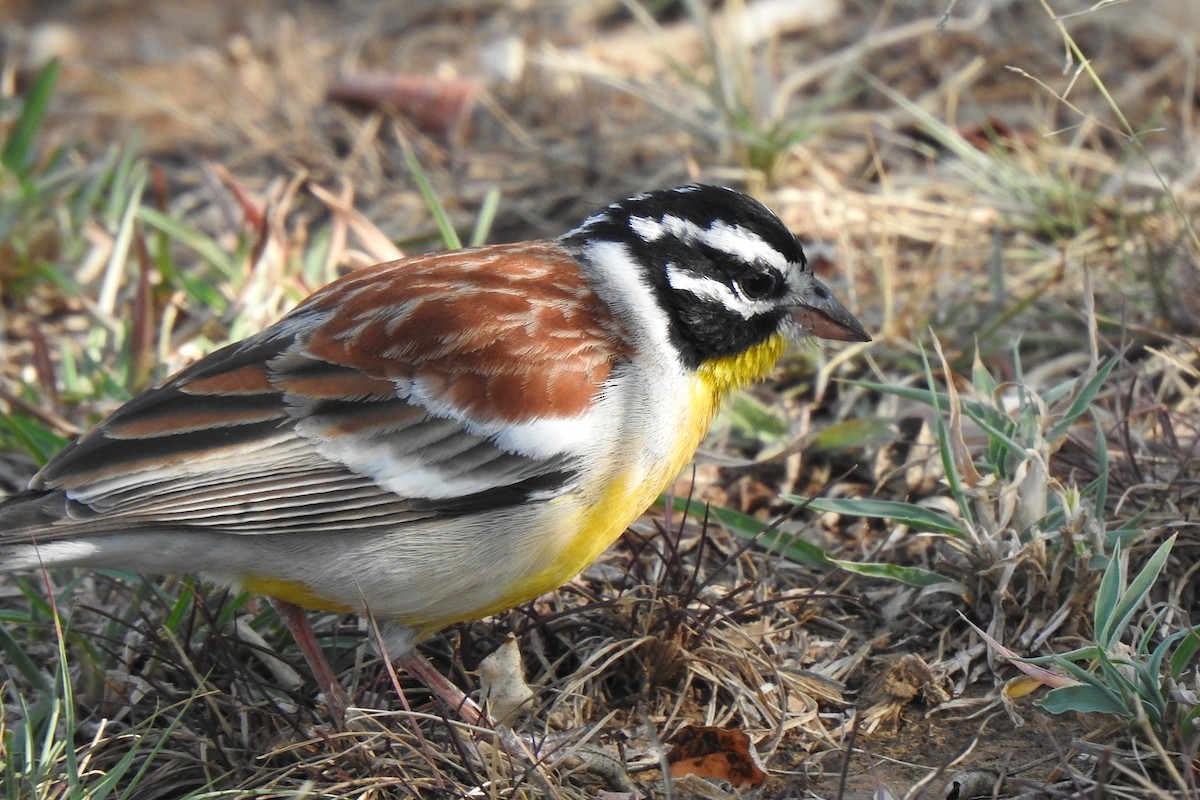 Golden-breasted Bunting - ML643660726
