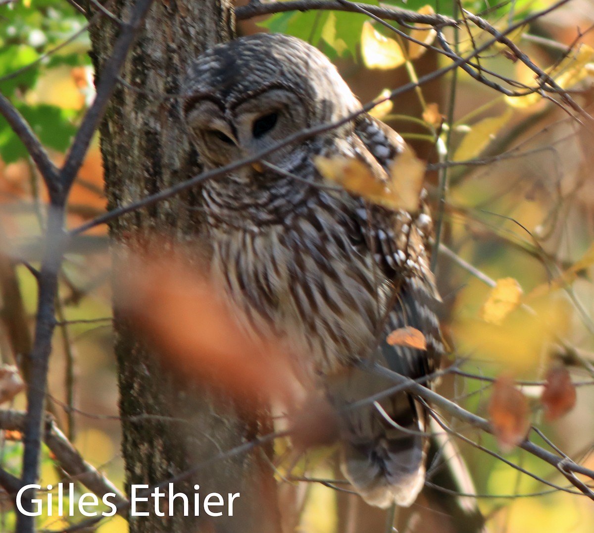 Barred Owl - ML643660730