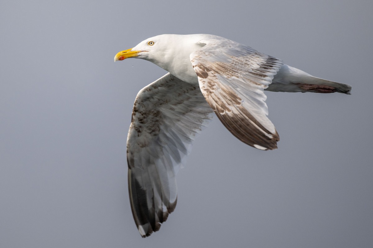 European Herring Gull - ML643660732