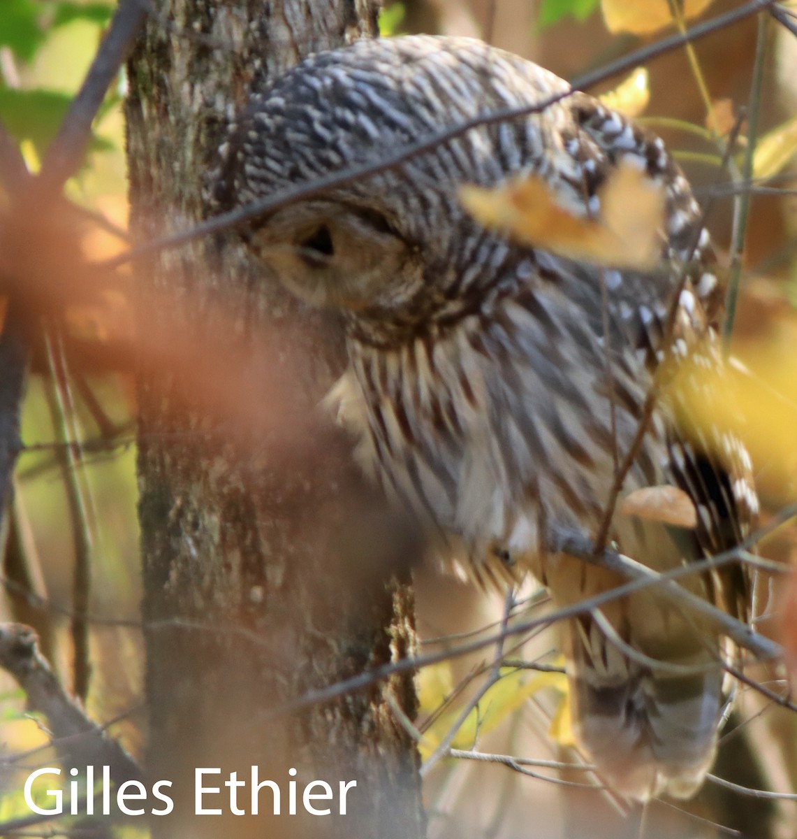 Barred Owl - ML643660739