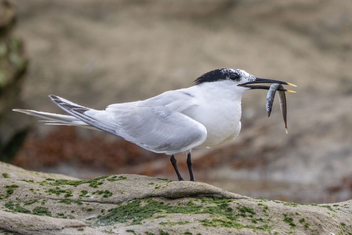 Sandwich Tern - ML643660744