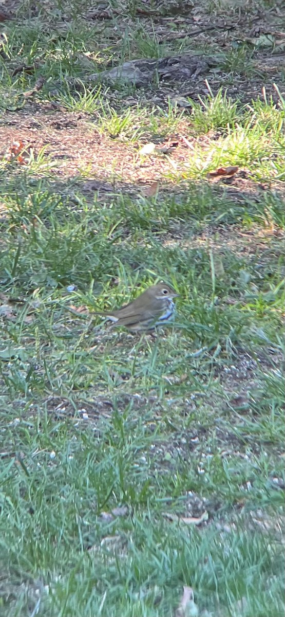 Ovenbird - ML643660751