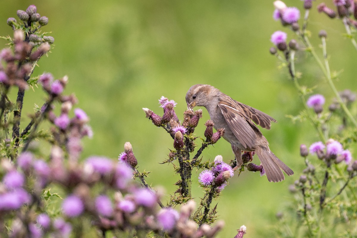 House Sparrow - ML643660764