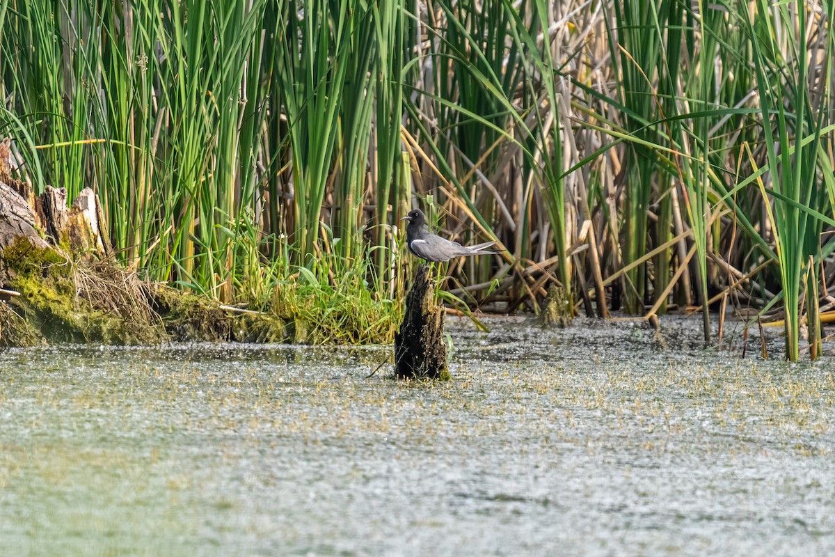 ハシグロクロハラアジサシ - ML643660777