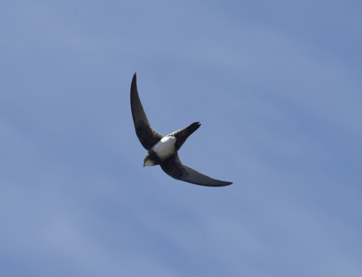 シロハラアマツバメ - ML643660788
