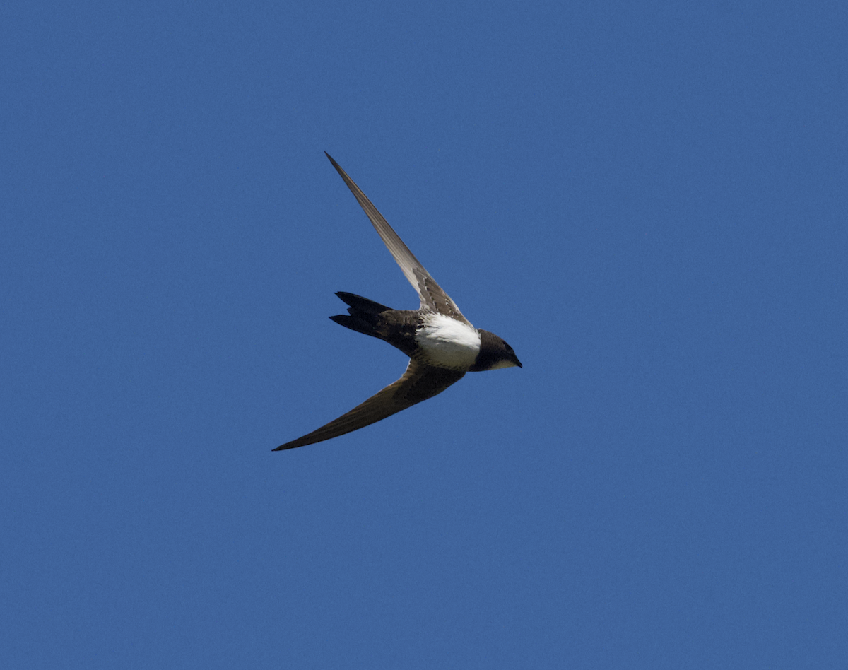シロハラアマツバメ - ML643660790