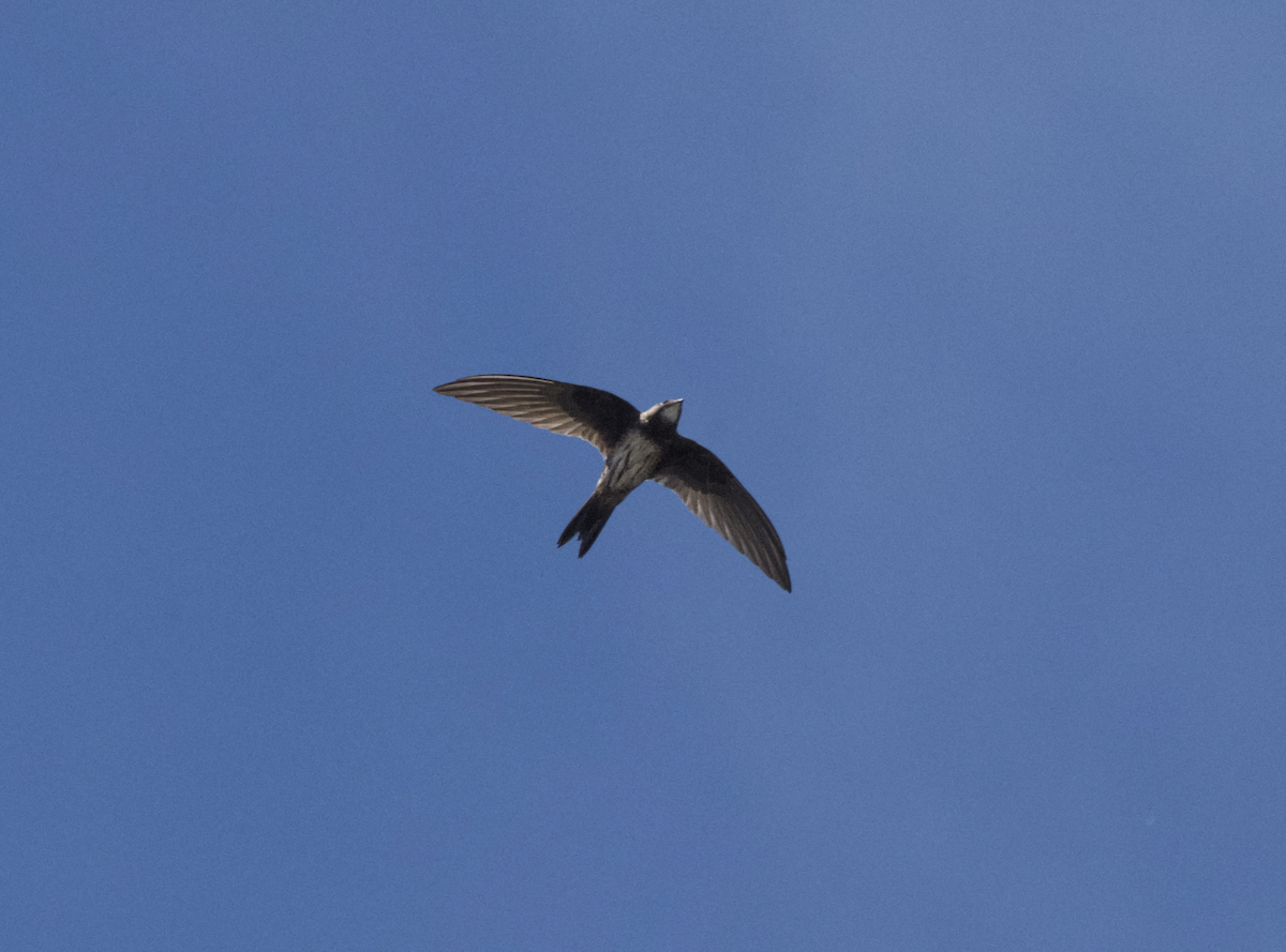 シロハラアマツバメ - ML643660791