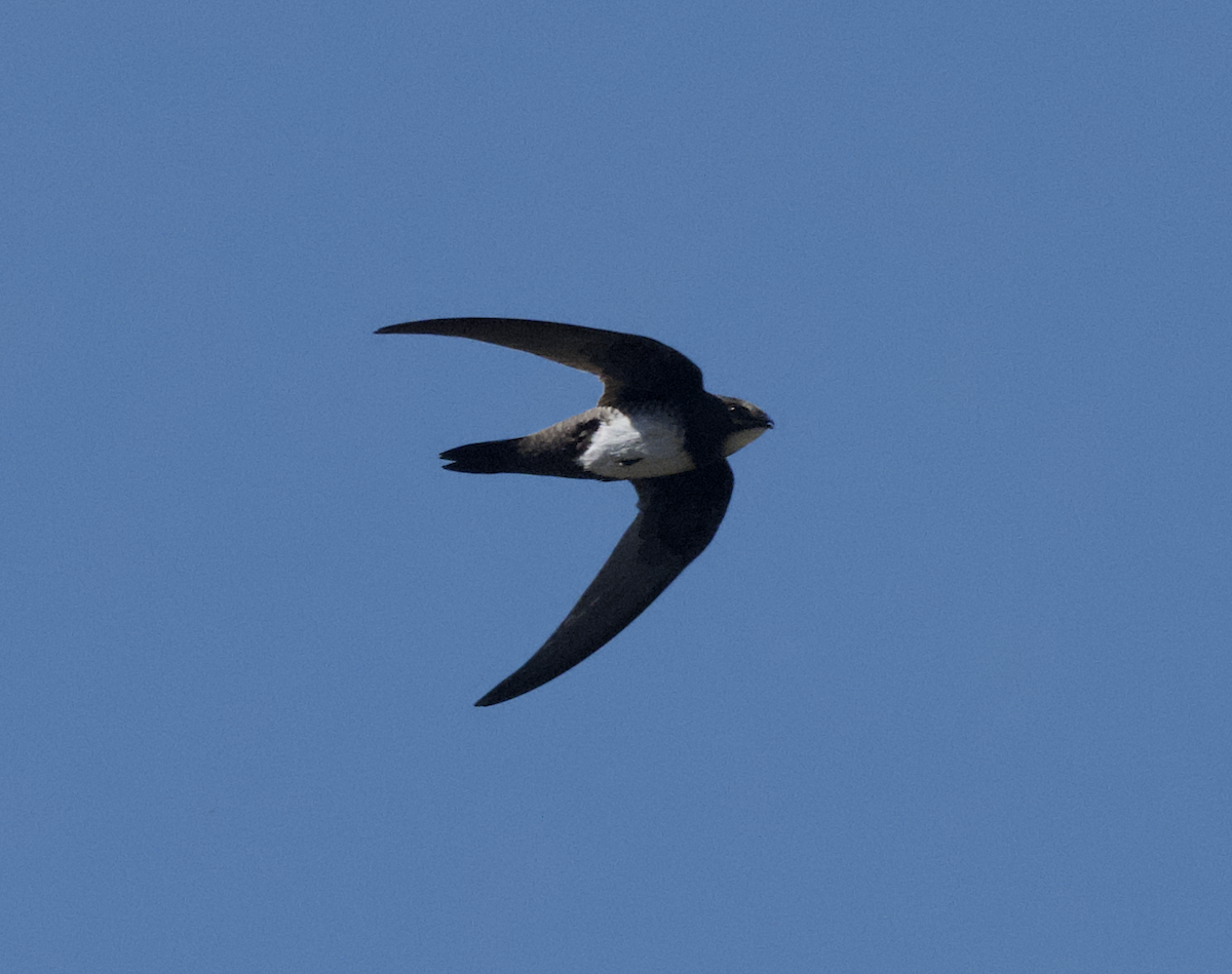 シロハラアマツバメ - ML643660792