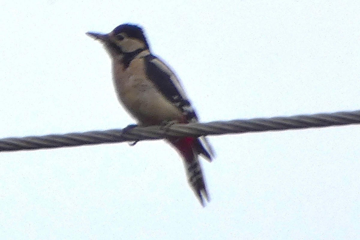 アカゲラ - ML643660793