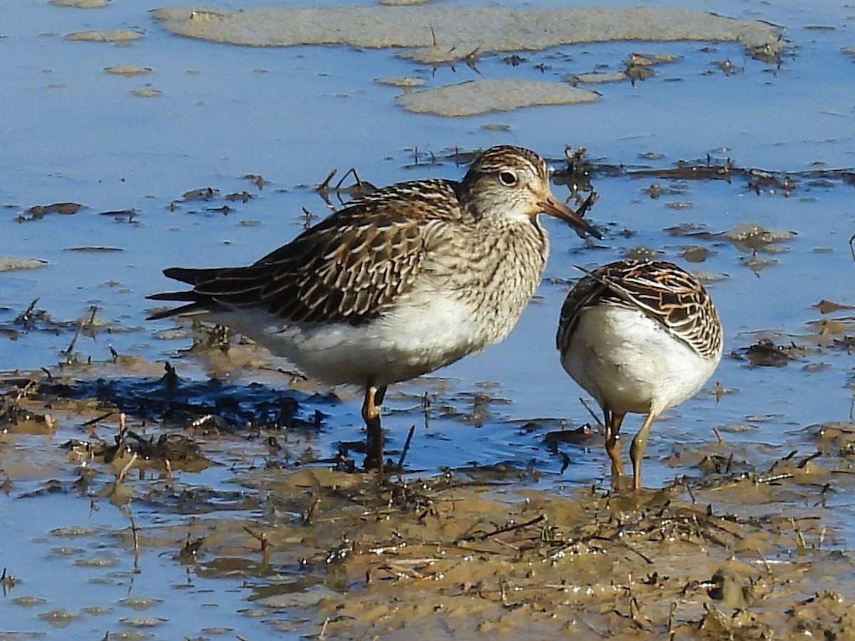 アメリカウズラシギ - ML643660794