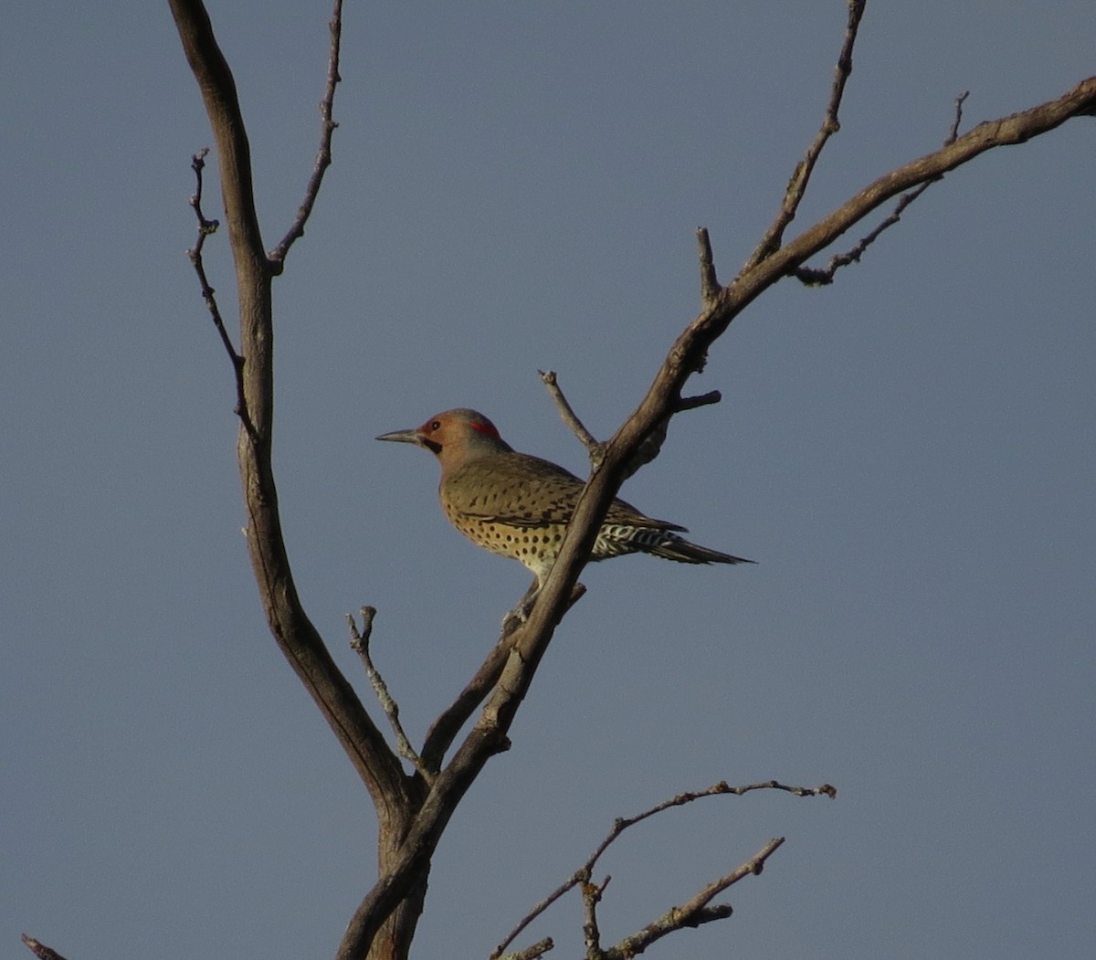 Northern Flicker - ML643660811