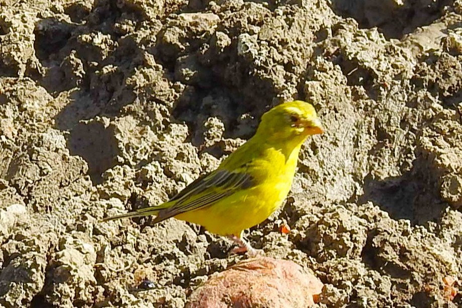 Brimstone Canary - ML643660852