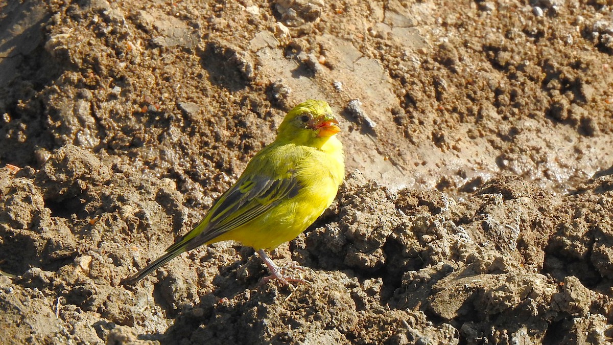 Brimstone Canary - ML643660853