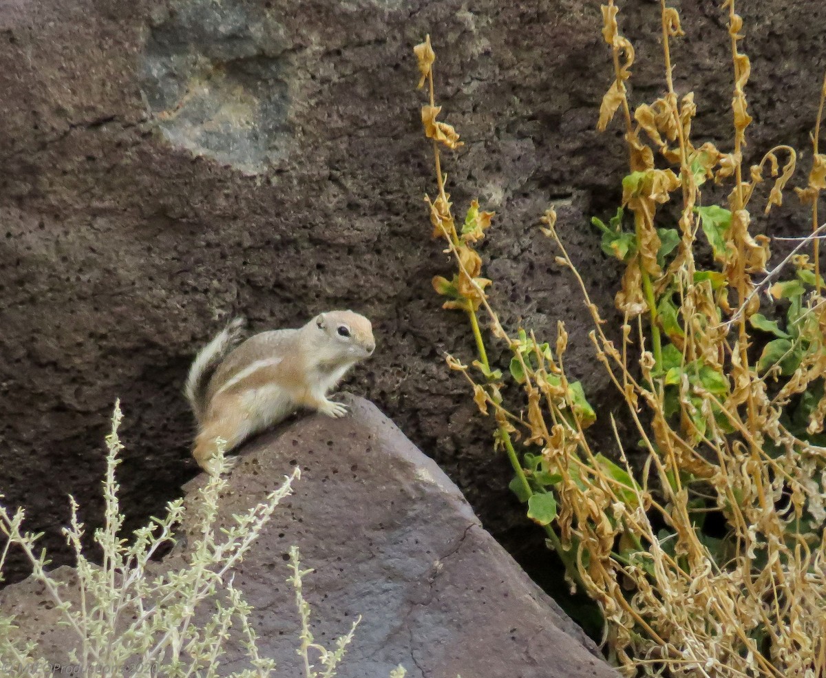 White-tailed Antelope Squirrel - ML643660859
