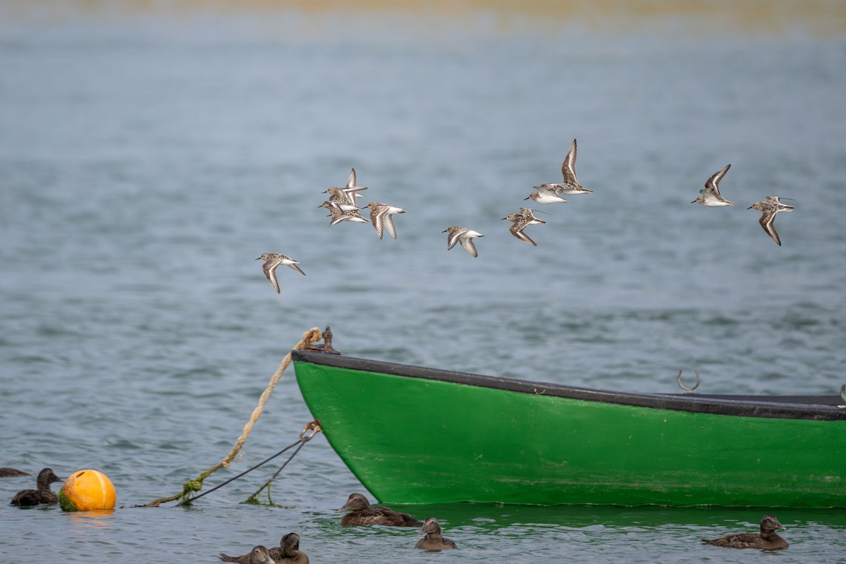 Sanderling - ML643660869