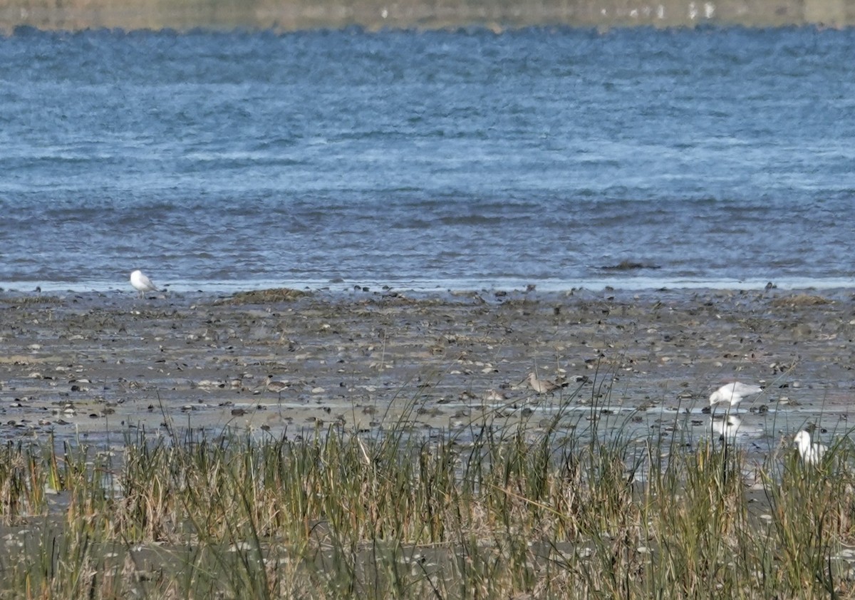 Hudsonian Godwit - ML643660873