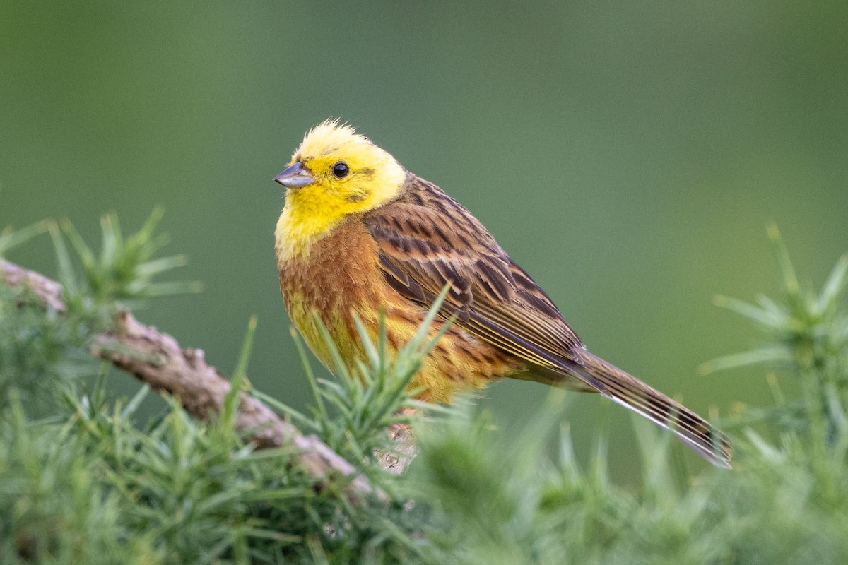 Yellowhammer - ML643660875