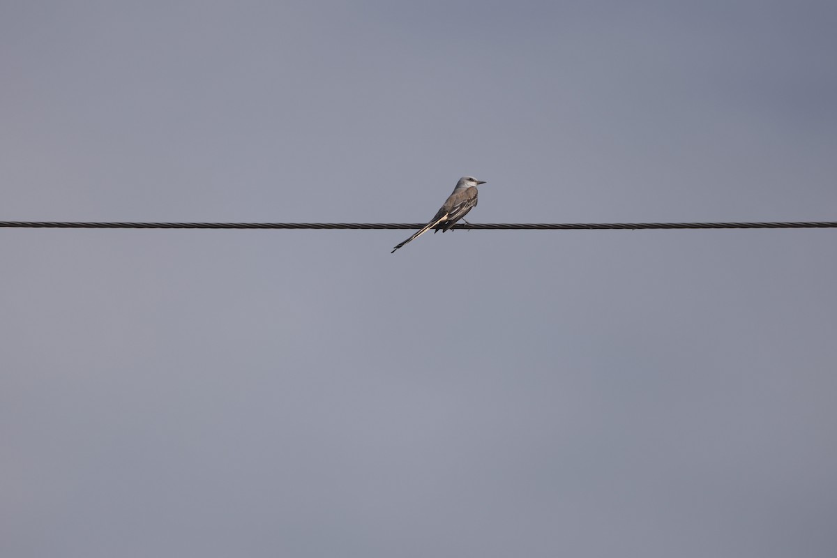 Scissor-tailed Flycatcher - ML643660878