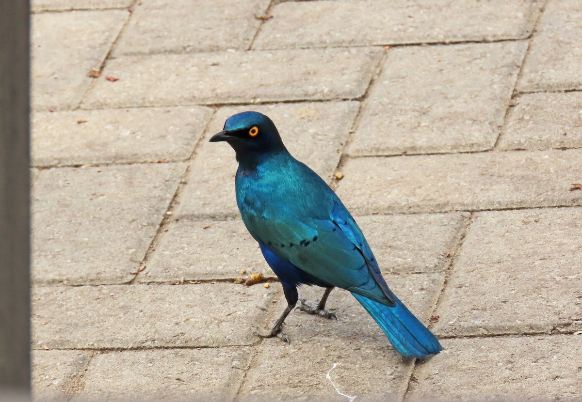 Greater Blue-eared Starling - ML643660883