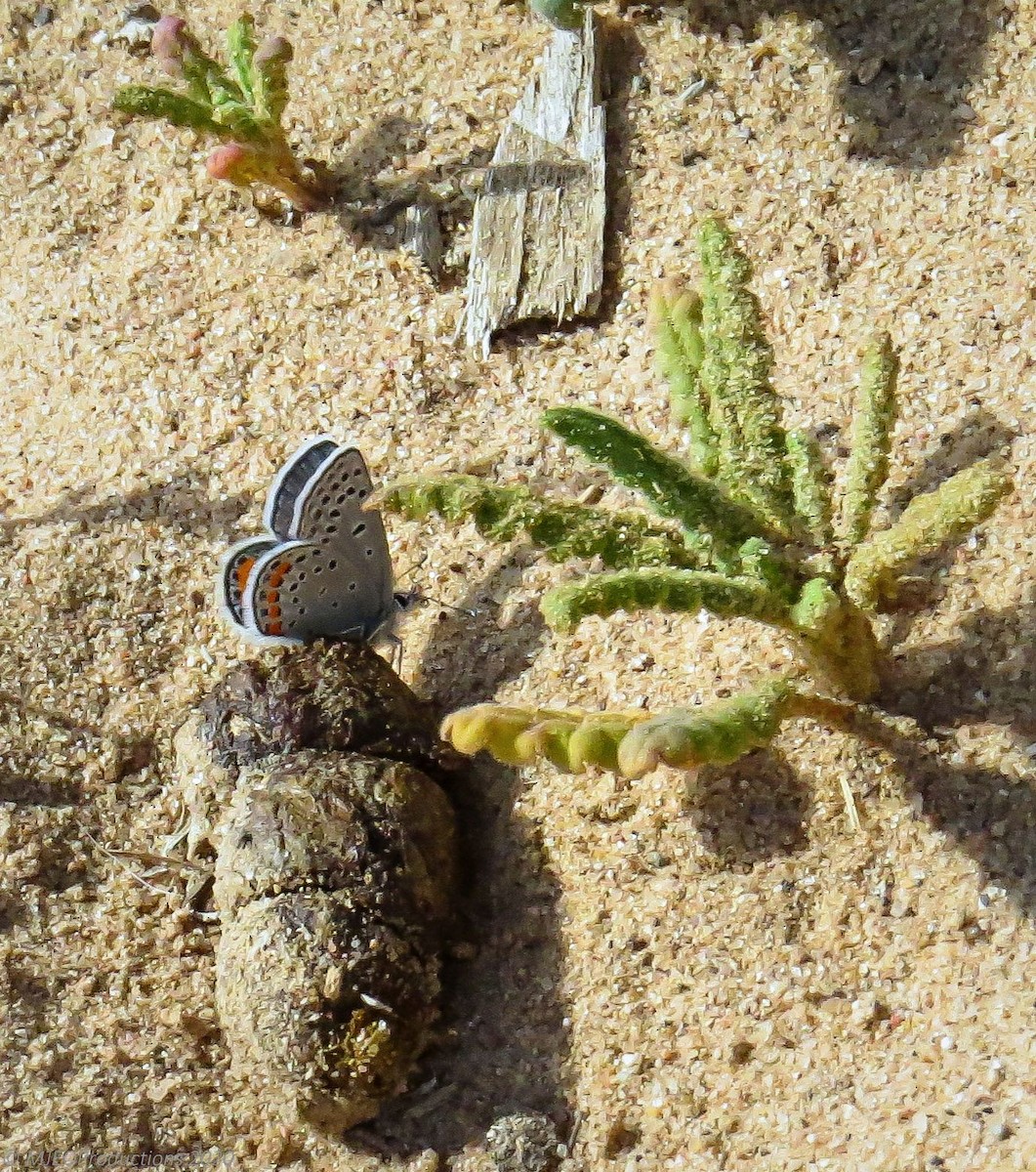 Acmon Blue - ML643660889