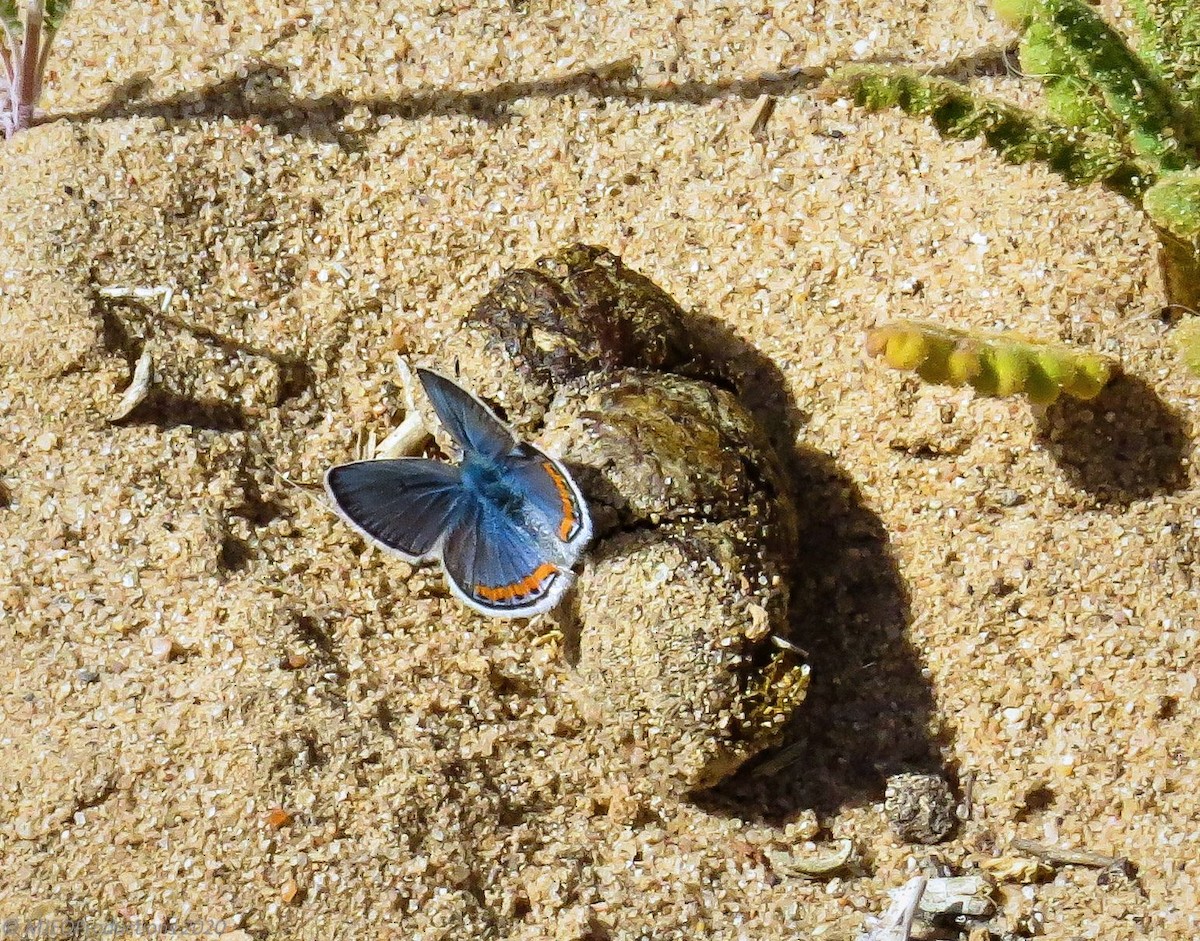 Acmon Blue - ML643660893