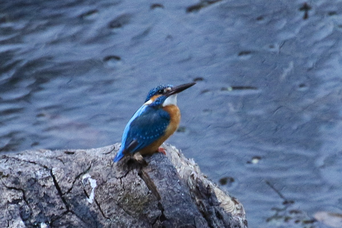 Common Kingfisher - ML643660896