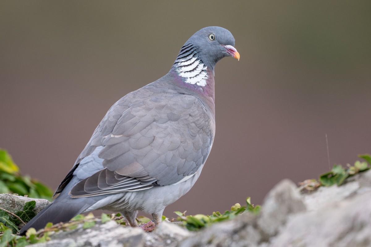 Common Wood-Pigeon - ML643660899
