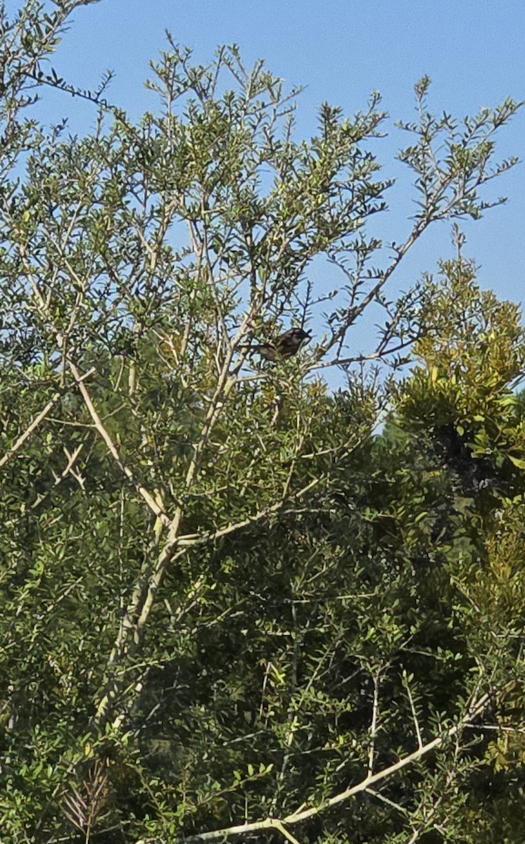 Red-winged Blackbird - ML643660907