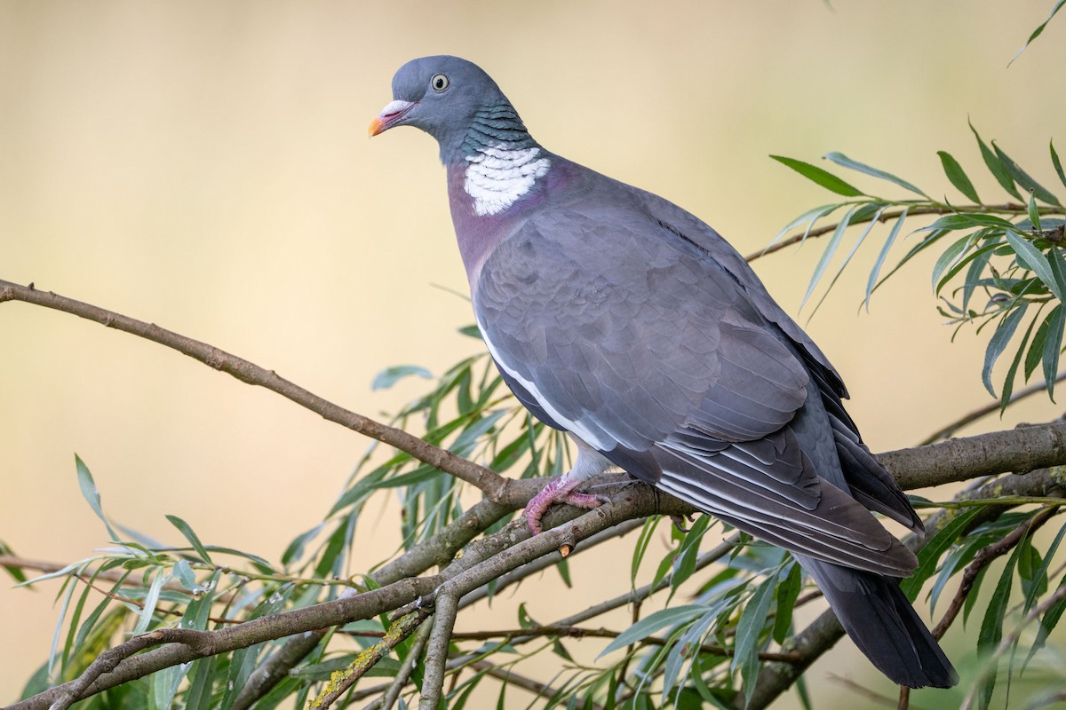 Common Wood-Pigeon - ML643660917