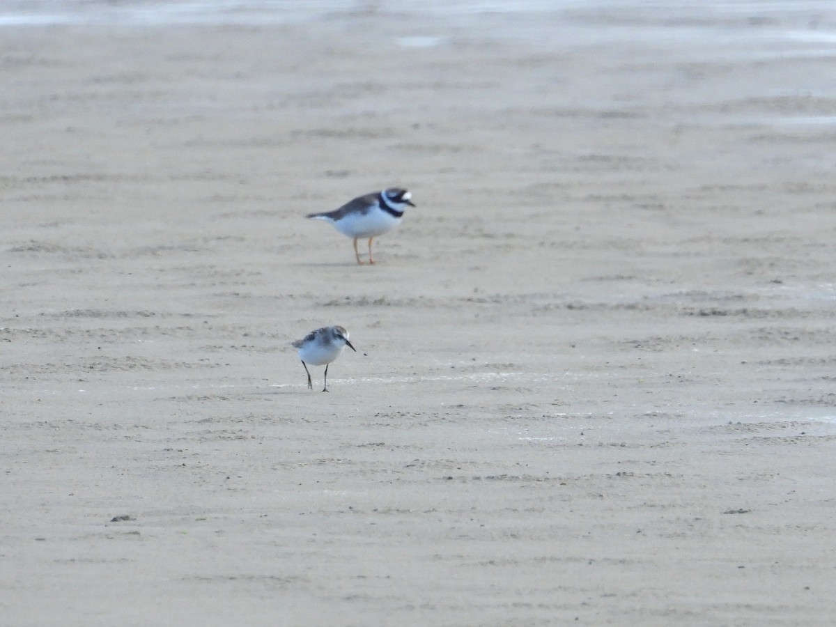 Little Stint - ML643660920