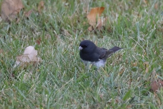 Dark-eyed Junco - ML643660942
