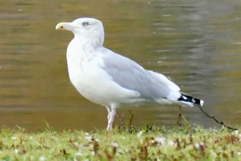 American Herring Gull - ML643660949