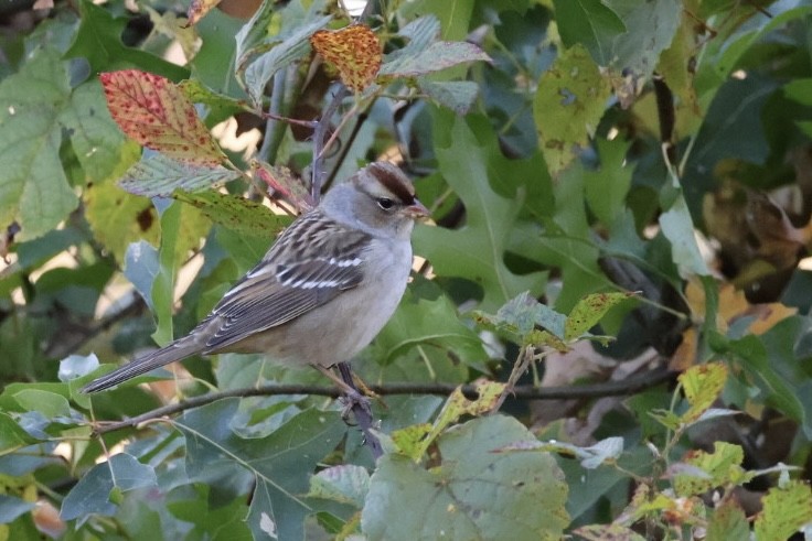 White-crowned Sparrow - ML643660950