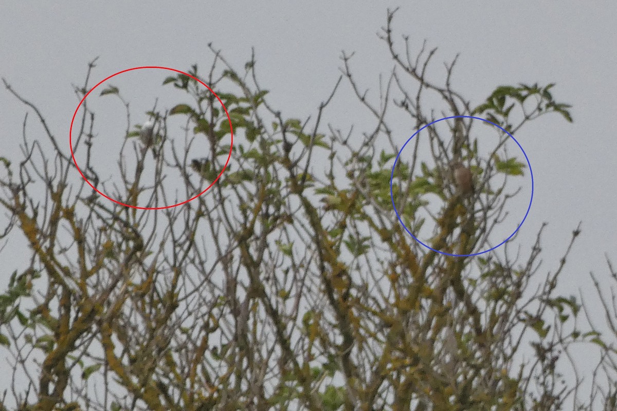 Eurasian Linnet - ML643660951