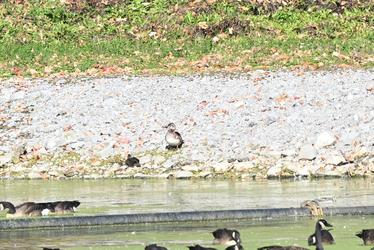 Wood Duck - ML643660952