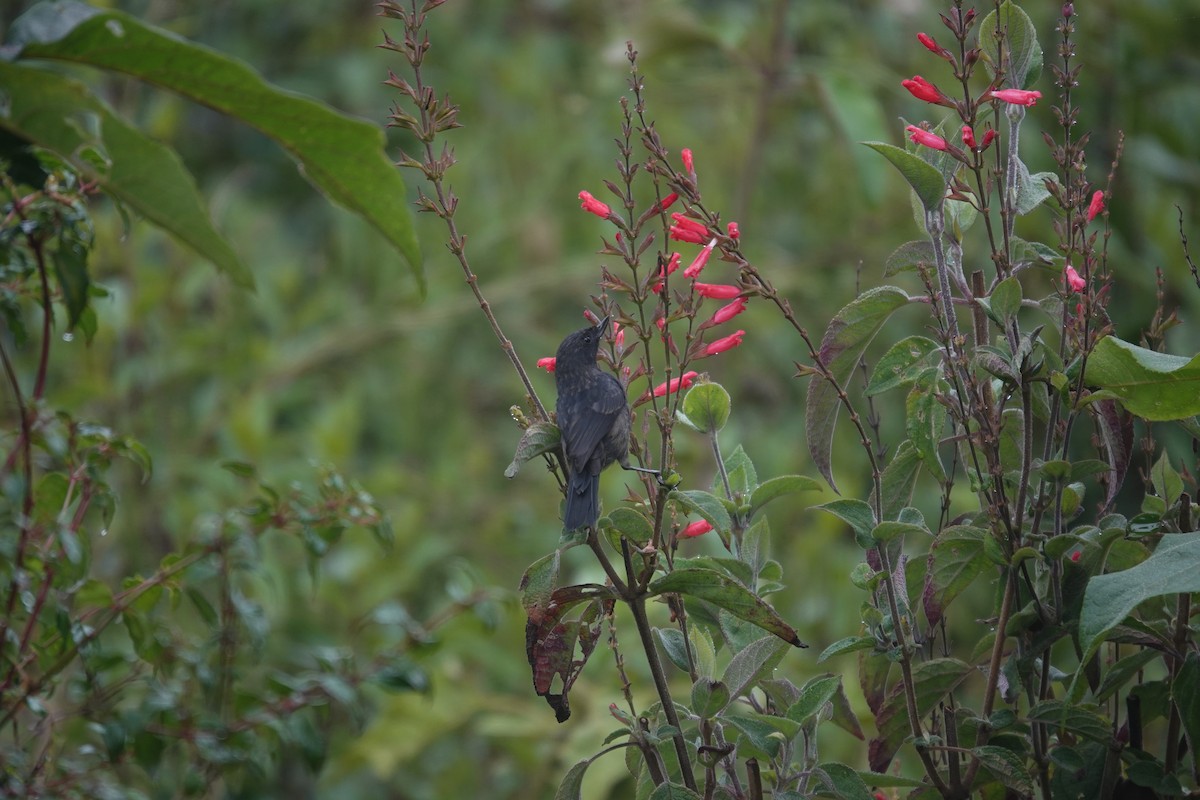 Black Flowerpiercer - ML643660953
