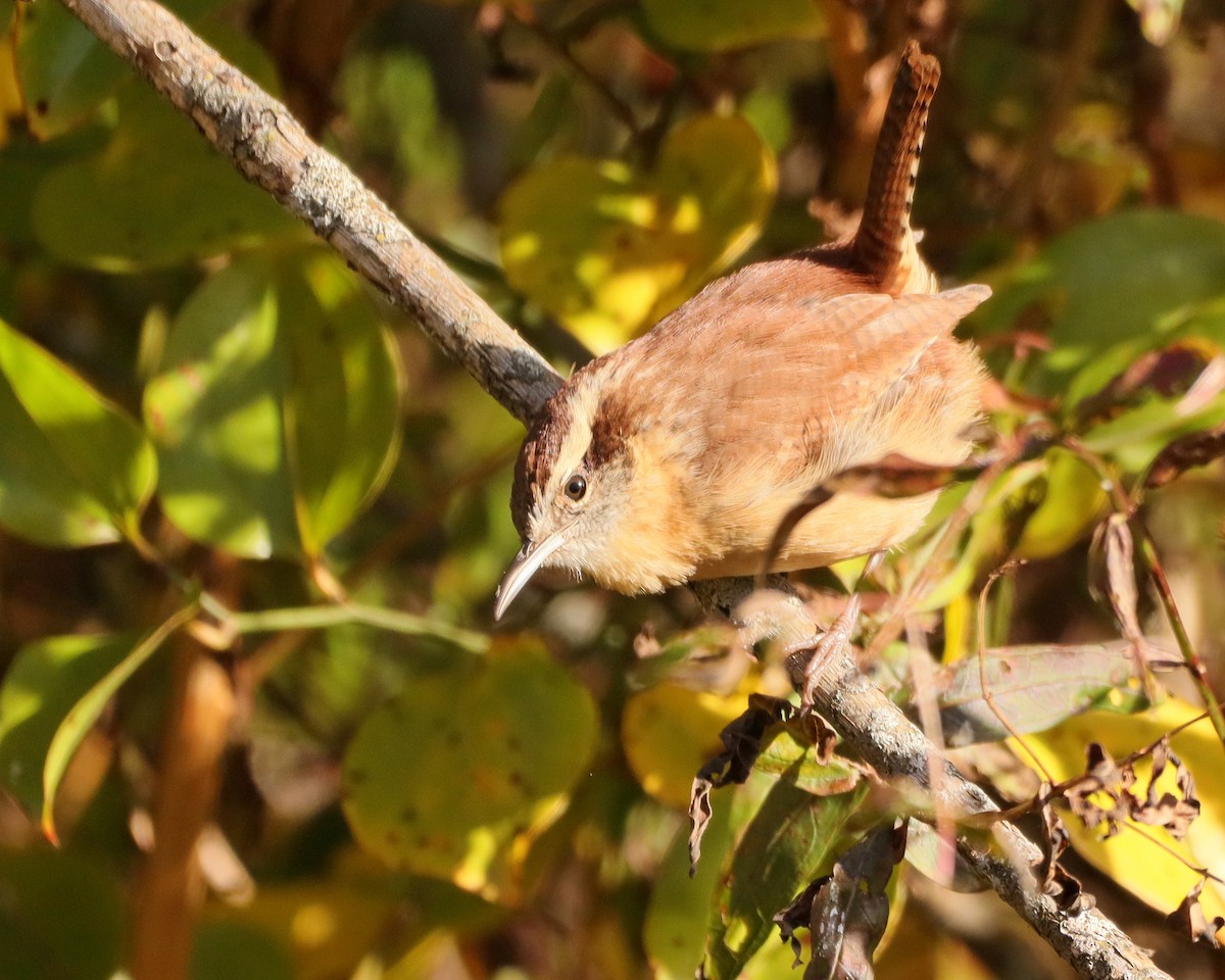 Carolina Wren - ML643660954