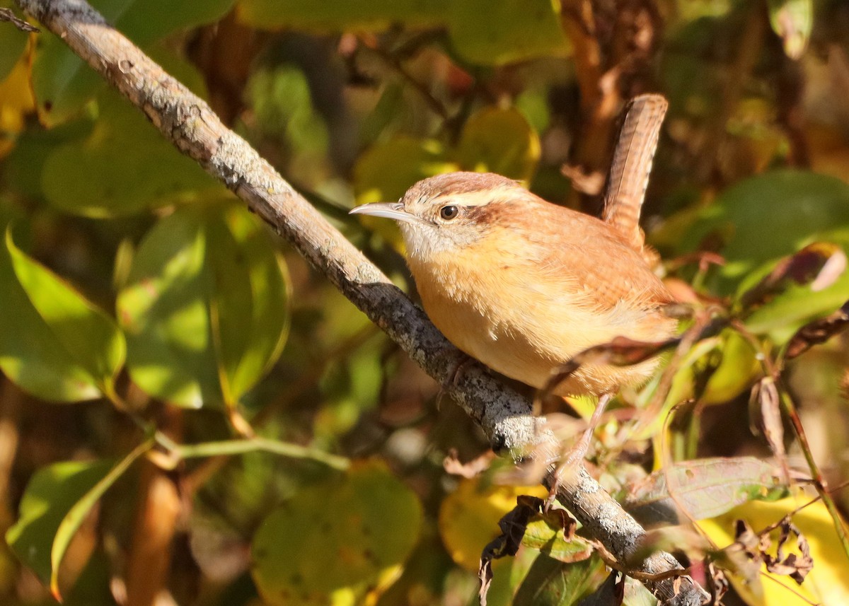 Carolina Wren - ML643660955