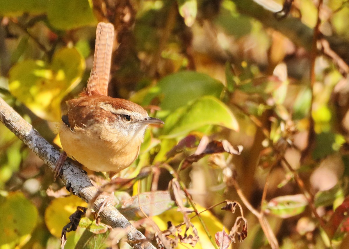 Carolina Wren - ML643660956
