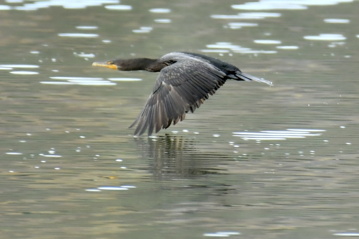 Double-crested Cormorant - ML643660957