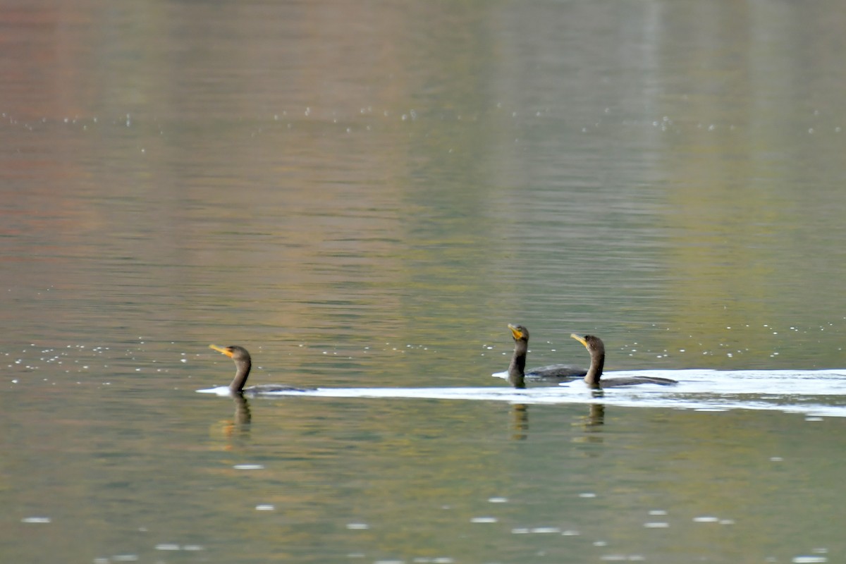 Double-crested Cormorant - ML643660958
