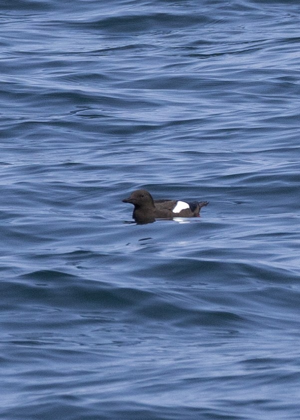 Black Guillemot - ML643660960